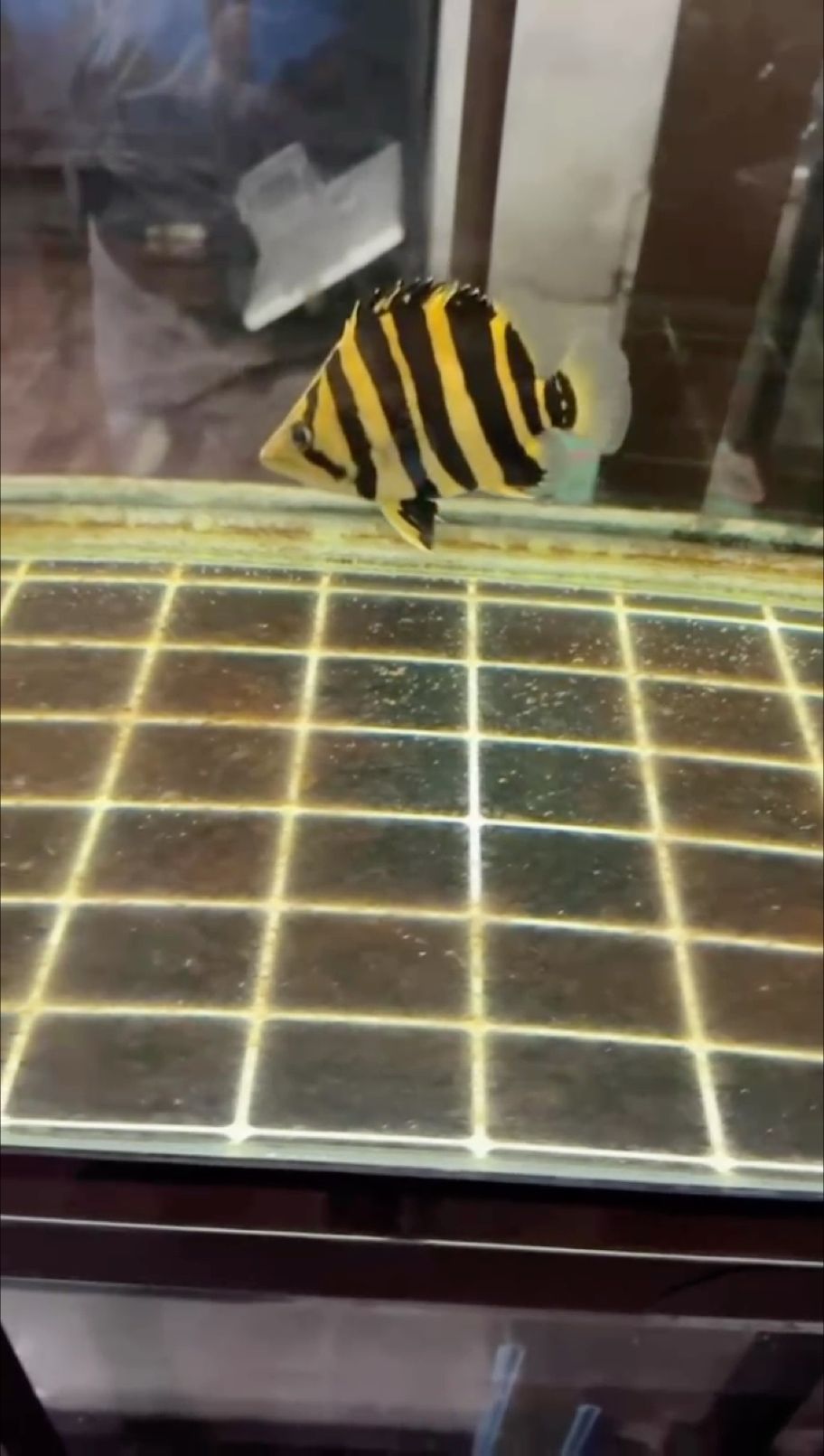 四紋蘇虎泰虎