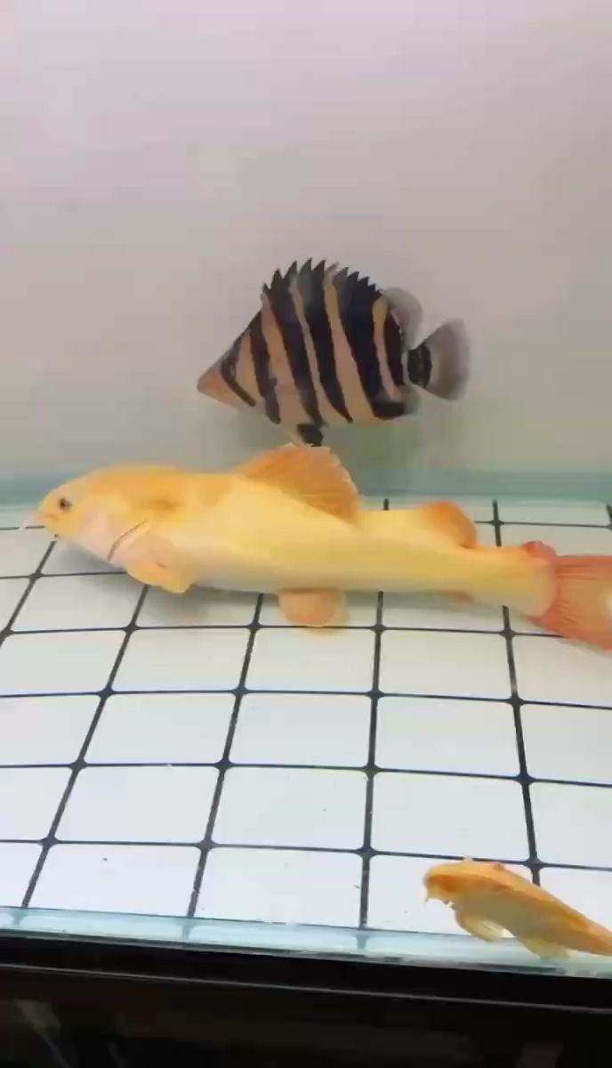 蘇虎泰虎