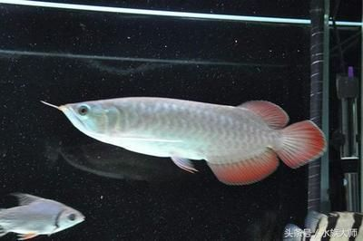 龍魚缸溫度30度高嗎？vs祥龍魚場：關于龍魚缸水溫的問題