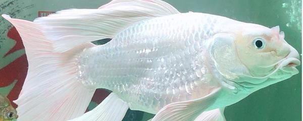 30cm魚缸能養幾條蝴蝶鯉：30cm寬的魚缸飼養蝴蝶鯉的注意事項，養魚密度的原則