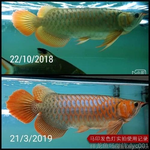 馬印龍魚燈管紅金龍魚專用燈T5潛水燈魚缸水族防水燈照明燈水中燈
