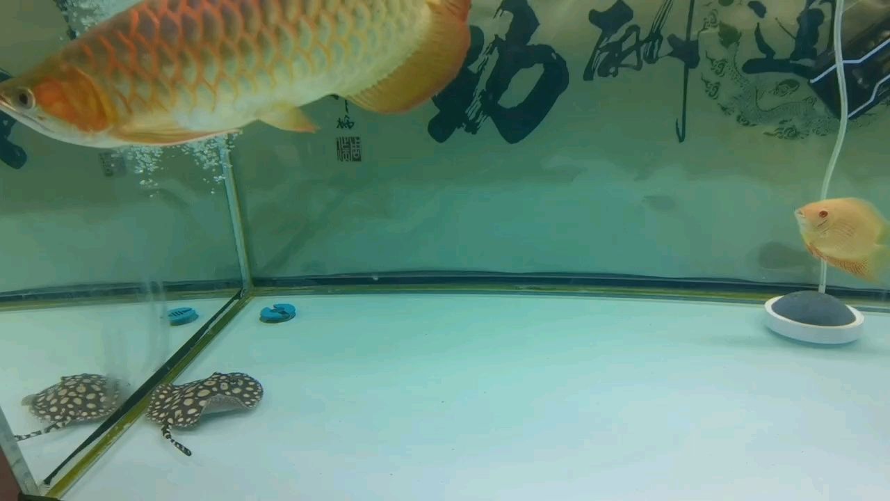 小魟魚望順順利利長大