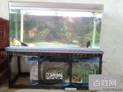 亞洲金龍魚價格： 亞洲金龍魚價格表