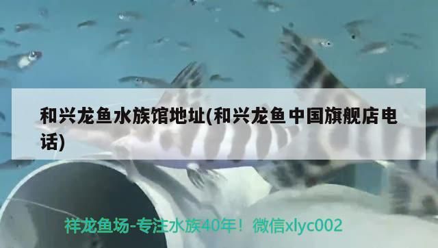 和興龍魚水族館地址(和興龍魚中國旗艦店電話)