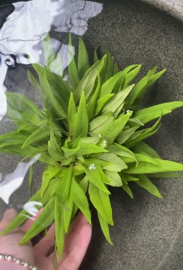 古法缸之閉眼養的水草