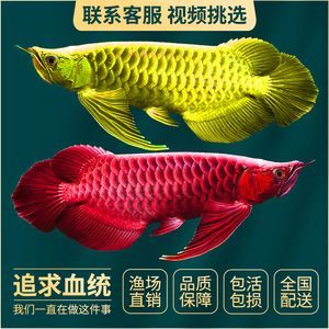 金龍魚活魚批發：金龍魚活魚批發價格