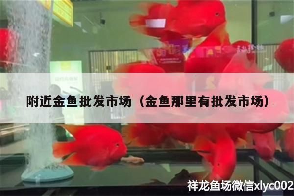 金龍魚活魚批發：金龍魚活魚批發價格
