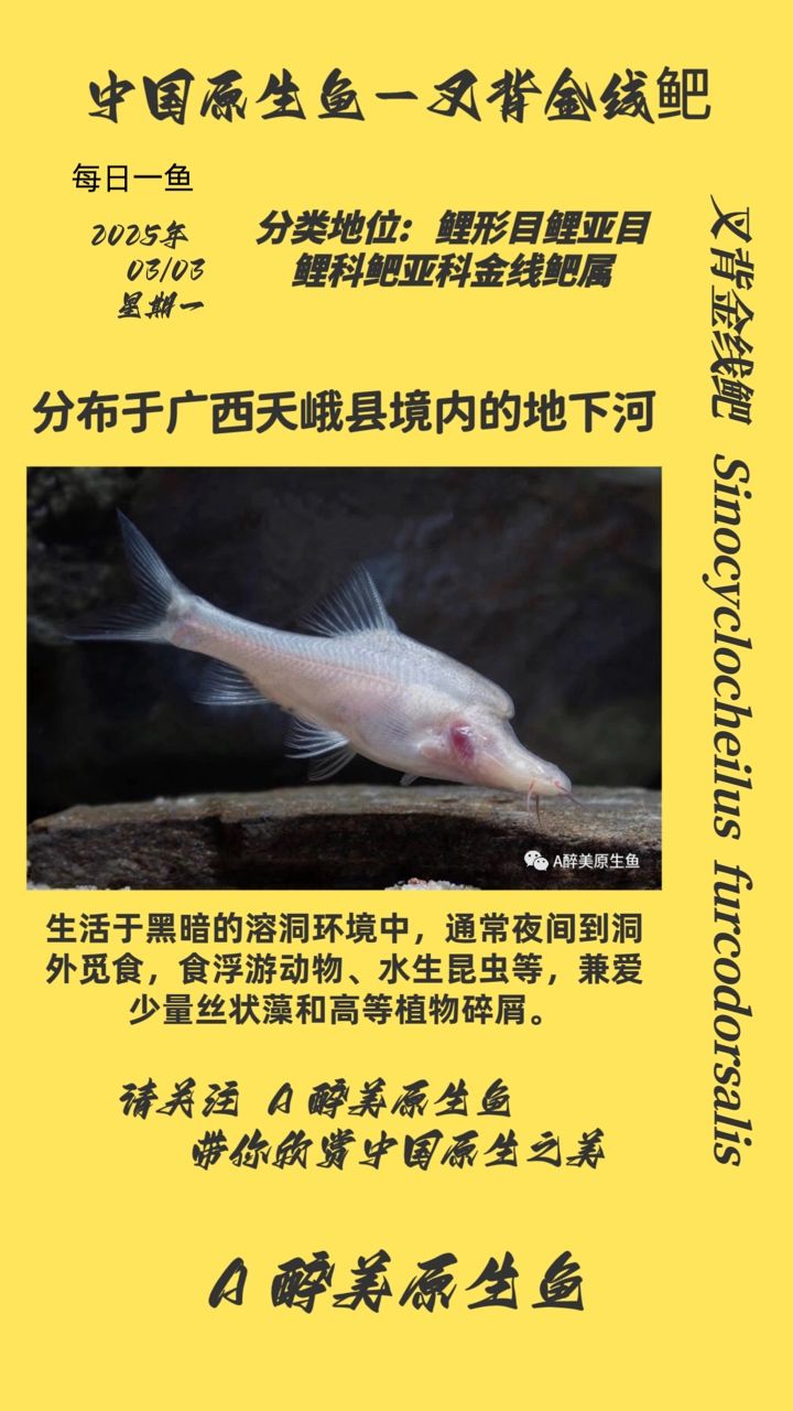 叉背金線鲃