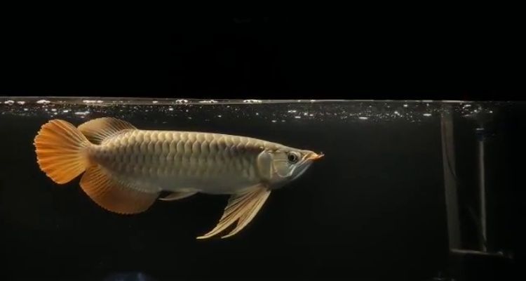 玻璃魚缸制作視頻大全（養魚玻璃缸制作） 玻璃魚缸制作視頻大全（養魚玻璃缸制作） 特里斯紅外線