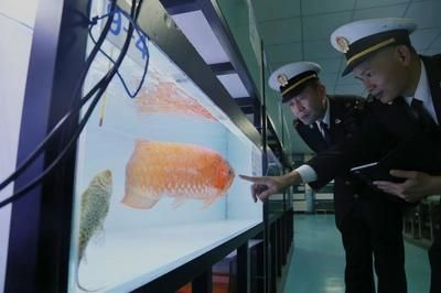 龍魚多久檢疫一次啊vs祥龍魚場(chǎng)：龍魚養(yǎng)殖過(guò)程中需要接受檢疫的頻率和健康問(wèn)題介紹