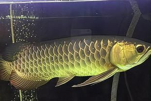 龍魚多久檢疫一次啊vs祥龍魚場(chǎng)：龍魚養(yǎng)殖過(guò)程中需要接受檢疫的頻率和健康問(wèn)題介紹