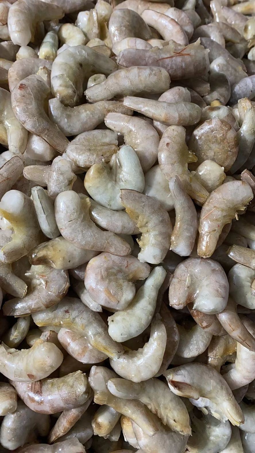 新鮮的喂魚凍蝦去頭尾蝦段 龍魚虎魚魚食 新鮮的喂魚凍蝦去頭尾蝦段 龍魚虎魚魚食 龍魚論壇 第3張