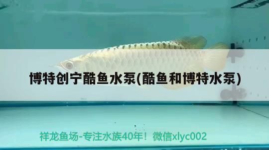 博特創寧酷魚水泵(酷魚和博特水泵)