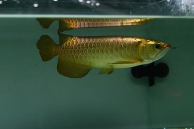 金龍魚繁殖季節(jié)光照控制：金龍魚的繁殖季節(jié)光照控制對于提高其繁殖成功率至關(guān)重要