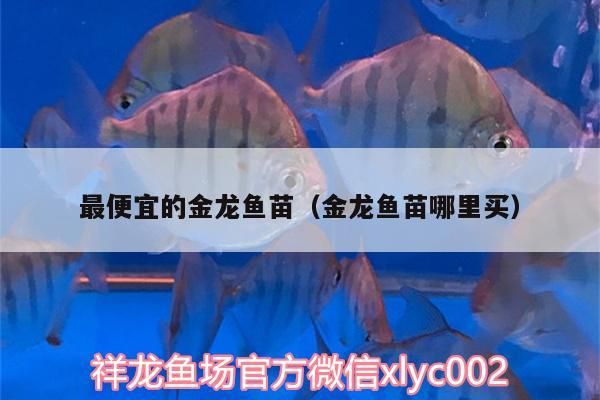 最便宜的金龍魚(yú)苗（金龍魚(yú)苗哪里買）