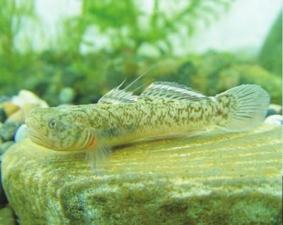虎魚身上長白毛：虎魚身上長白毛怎么辦 虎魚身上長白毛：虎魚身上長白毛怎么辦 虎魚百科 第3張