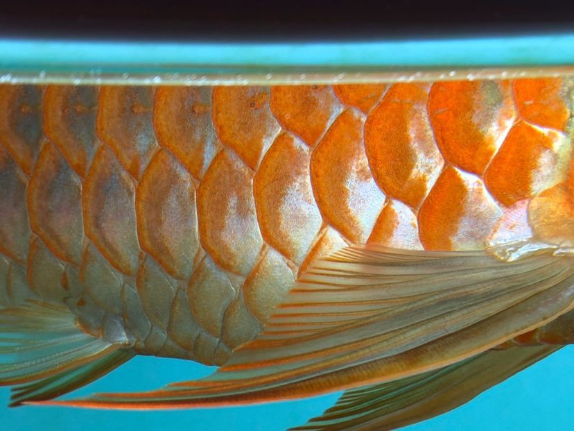 阜新觀賞魚(yú)市場(chǎng)孟吉爾～孟吉爾萬(wàn)吉顏色在一次提升 阜新觀賞魚(yú)市場(chǎng)孟吉爾～孟吉爾萬(wàn)吉顏色在一次提升 廣州孟吉爾 第1張