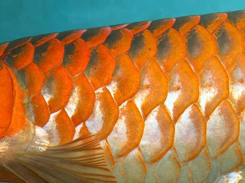 阜新觀賞魚(yú)市場(chǎng)孟吉爾～孟吉爾萬(wàn)吉顏色在一次提升 阜新觀賞魚(yú)市場(chǎng)孟吉爾～孟吉爾萬(wàn)吉顏色在一次提升 廣州孟吉爾 第2張