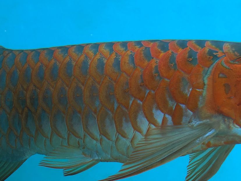 阜新觀賞魚(yú)市場(chǎng)孟吉爾～孟吉爾萬(wàn)吉顏色在一次提升 阜新觀賞魚(yú)市場(chǎng)孟吉爾～孟吉爾萬(wàn)吉顏色在一次提升 廣州孟吉爾 第3張
