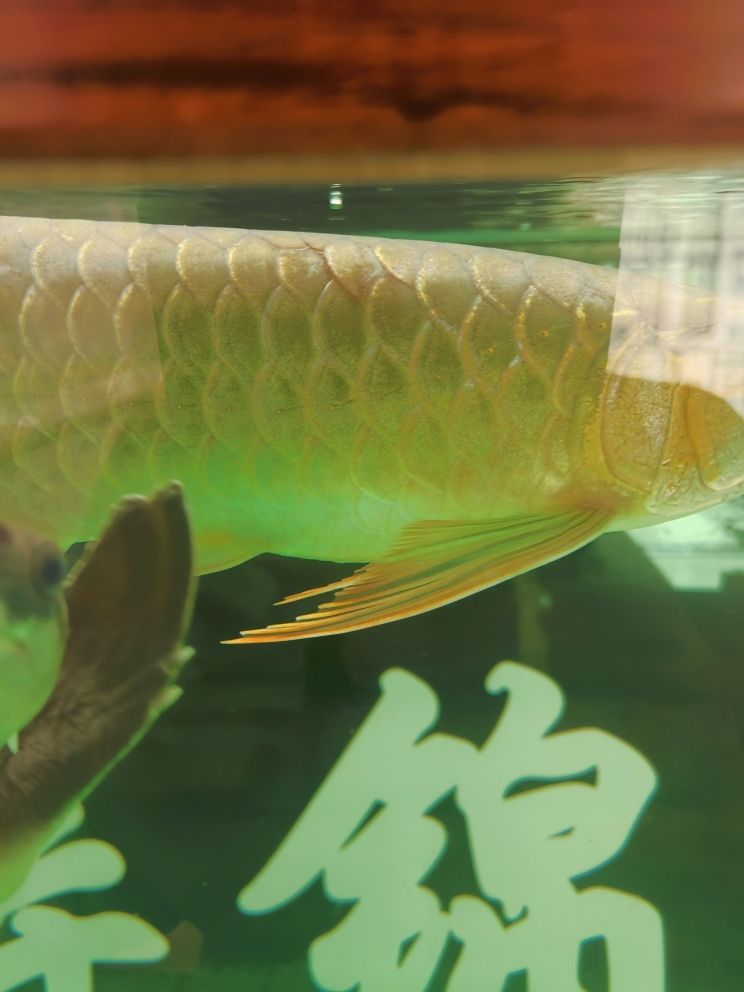 魚缸用增氧泵價(jià)格是多少:魚缸增氧機(jī)-xtrac增氧機(jī)-xtrac增氧機(jī) 四川魚缸品牌排行榜前十名 四川水缸價(jià)格 仟湖 四川魚缸品牌排行榜前十名 四川水缸價(jià)格 四川魚缸品牌排行榜前十名 四川水缸價(jià)格 仟湖