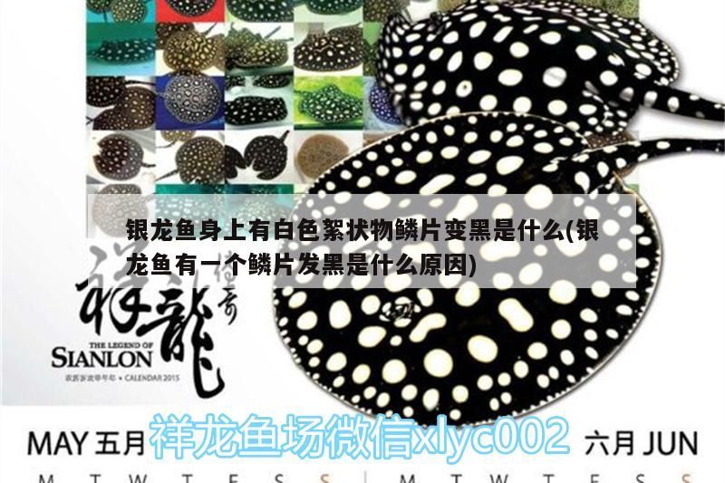 銀龍魚身上有白色絮狀物鱗片變黑是什么(銀龍魚有一個鱗片發黑是什么原因) 銀龍魚身上有白色絮狀物鱗片變黑是什么(銀龍魚有一個鱗片發黑是什么原因) 銀龍魚百科