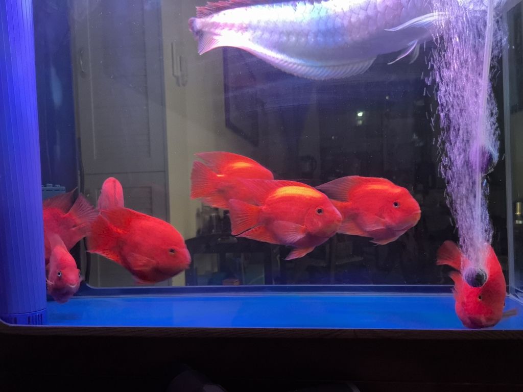 高背金龍如何養護才能爬背，高背金龍多久換一次水，有哪些高背金龍品種？