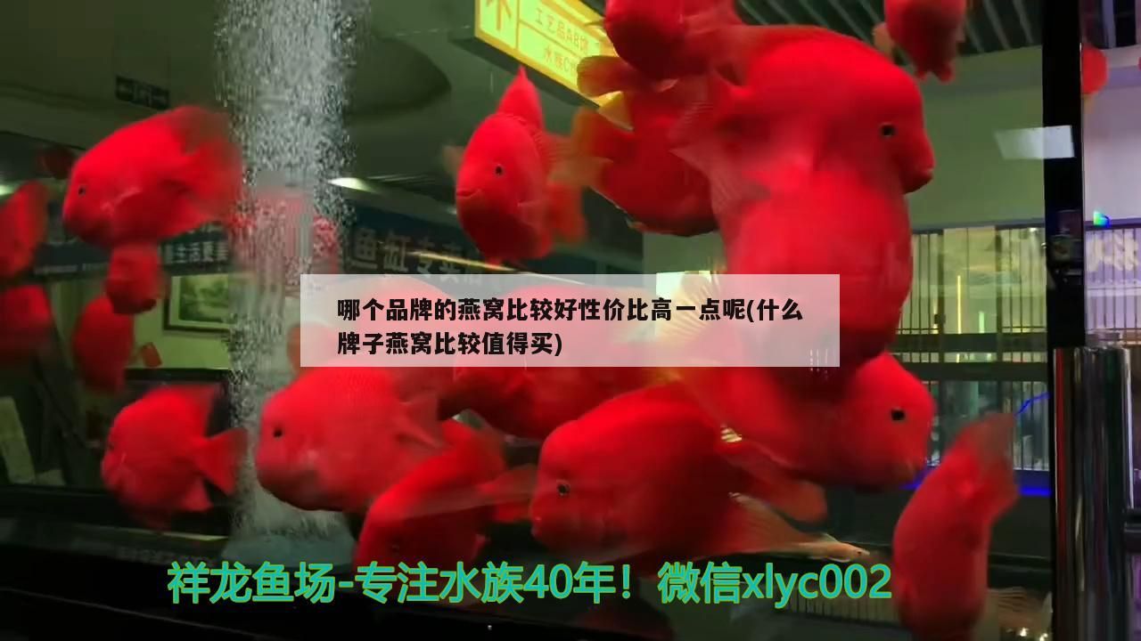 大魚缸工具魚有哪些 魚缸必備工具魚
