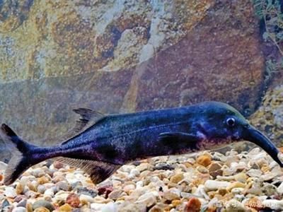非洲圓頭象鼻魚（關(guān)于非洲圓頭象鼻魚的介紹）