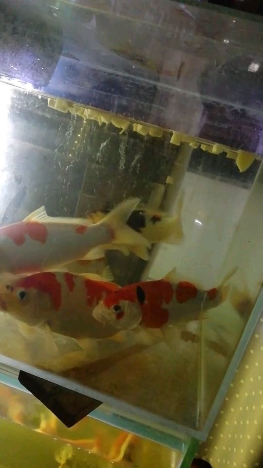 商丘觀賞魚(yú)養(yǎng)殖公司電話多少（商丘觀賞魚(yú)批發(fā)市場(chǎng)）