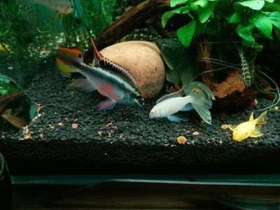元寶鳳凰魚繁殖期飼料選擇：元寶鳳凰魚在繁殖期間的飼料選擇