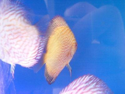 白化觀賞魚（白化觀賞魚的飼養注意事項）