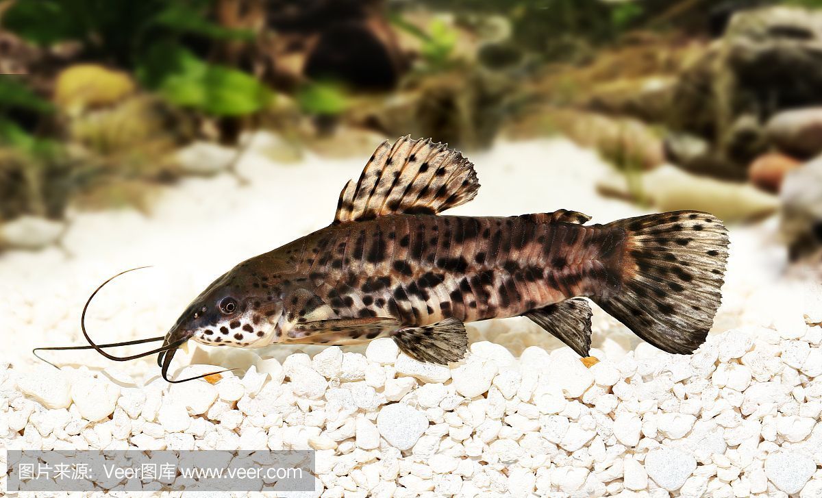 白化觀賞魚（白化觀賞魚的飼養注意事項）