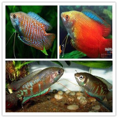 白化觀賞魚（白化觀賞魚的飼養注意事項） 白化觀賞魚（白化觀賞魚的飼養注意事項） 印尼大湖漁場產業聯盟 第4張