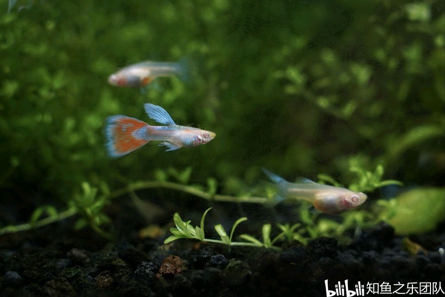 海水觀賞魚溫度多少適宜（海水觀賞魚對水溫的變化非常敏感所能適應的溫度變化） 海水觀賞魚溫度多少適宜（海水觀賞魚對水溫的變化非常敏感所能適應的溫度變化） 天王紅龍 第1張