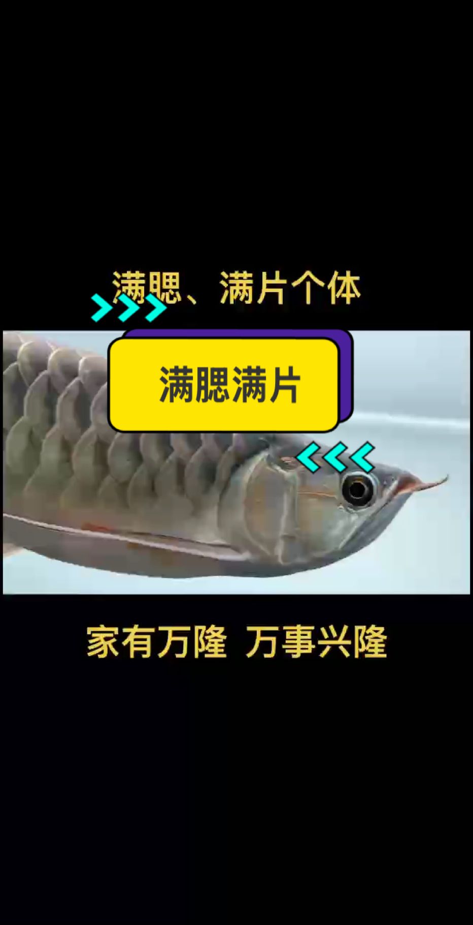 滿腮滿片必備三要素： 底色重 鱗粉多 鱗片厚 #萬隆天王紅龍 #龍魚 #紅龍 #觀賞魚