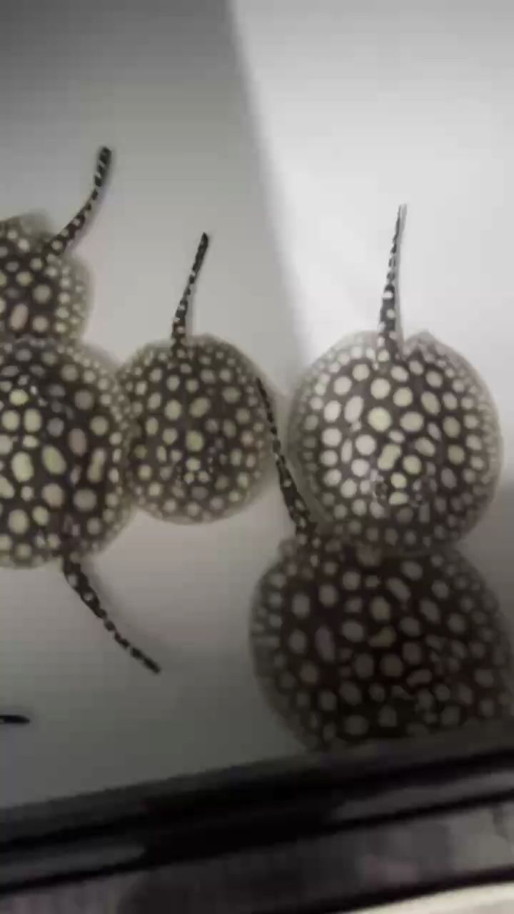 小母魚