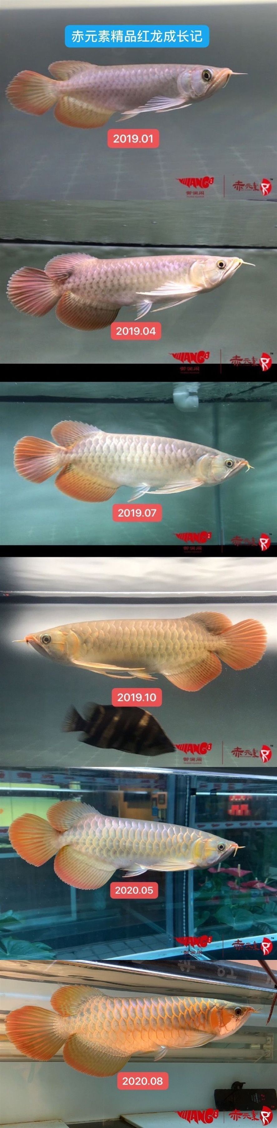 焦作水族館赤元素紅龍到貨公告