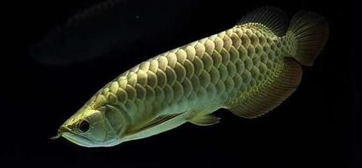 金龍魚適宜的溶氧濃度：金龍魚適宜的水質管理策略