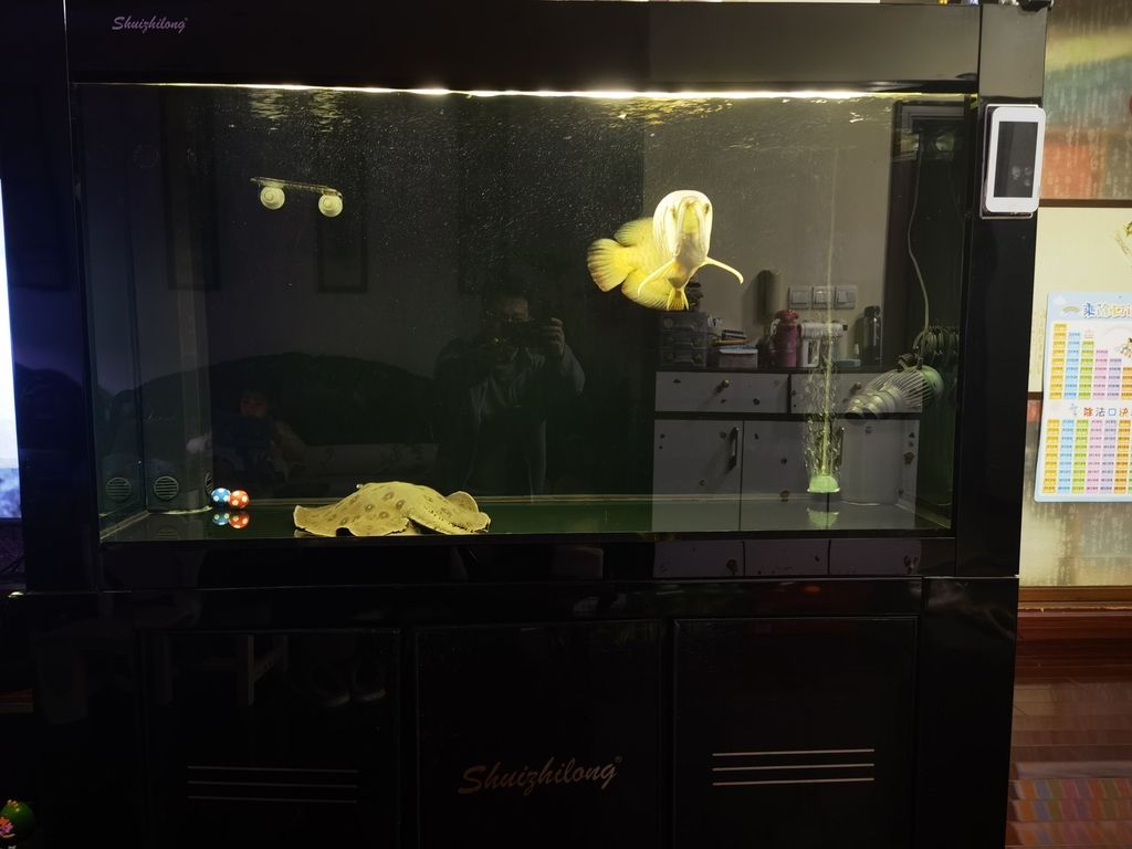 缸內又顯得少了點！