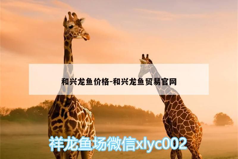 和興龍魚價格:和興龍魚貿易官網 和興龍魚價格:和興龍魚貿易官網 和興紅龍