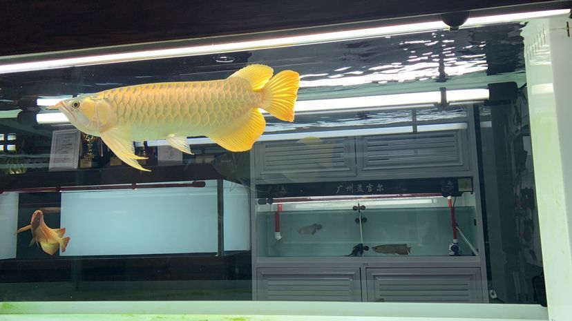 武漢水族館孟吉爾～萬吉supre滿腮滿片