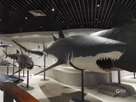 中國水族館發展現狀（中國水族館未來發展建議：加強人才培養、提高服務質量）