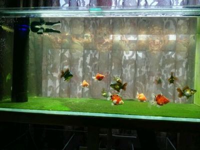 1米八的魚缸適合養多少條魚苗：1米8的魚缸適合養864條魚苗嗎？
