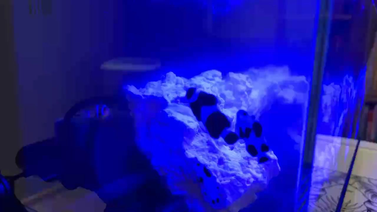 新手養(yǎng)魚(yú)第N天，小丑魚(yú)會(huì)啄石頭 會(huì)找食了