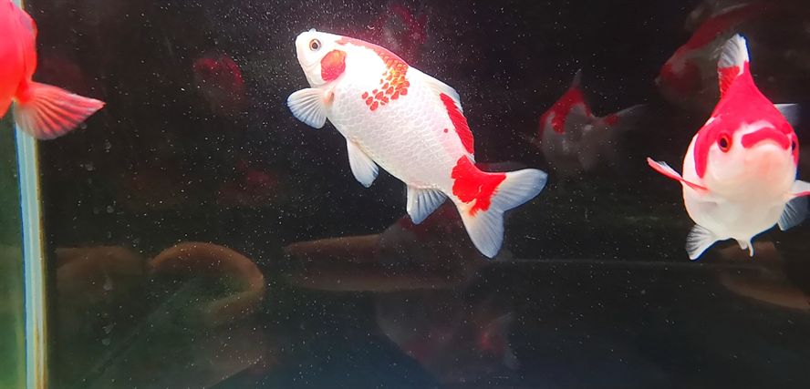 新入小魚