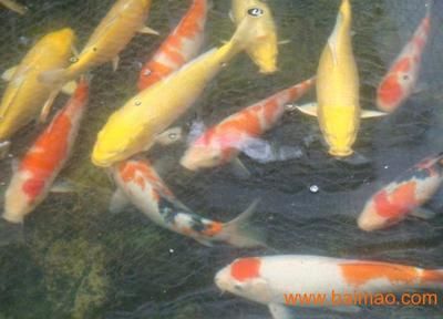 觀賞魚好賣嗎知乎（觀賞魚產業的價值鏈分析）