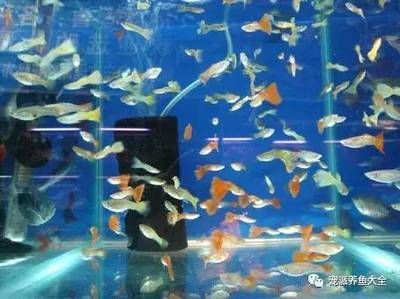 觀賞魚好賣嗎知乎（觀賞魚產業的價值鏈分析） 觀賞魚好賣嗎知乎（觀賞魚產業的價值鏈分析） 天王紅龍 第4張