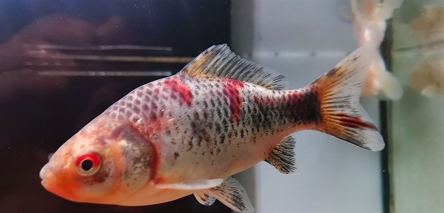 新入小魚
