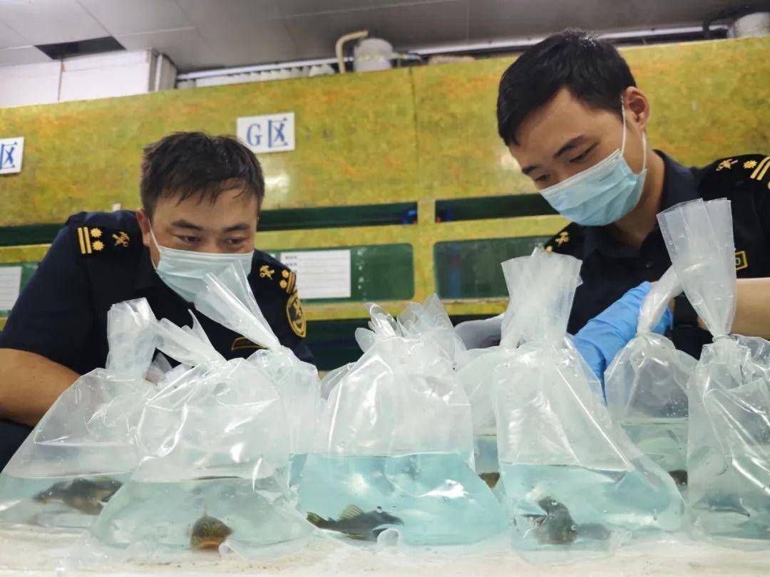廣州觀賞魚漁場進貨（廣州市觀賞魚漁場進貨指南）