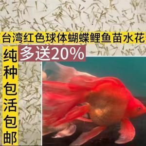 普寧蝴蝶鯉魚苗批發(fā)市場在哪里（普寧市的蝴蝶鯉魚苗批發(fā)主要分布在以下區(qū)域及渠道）